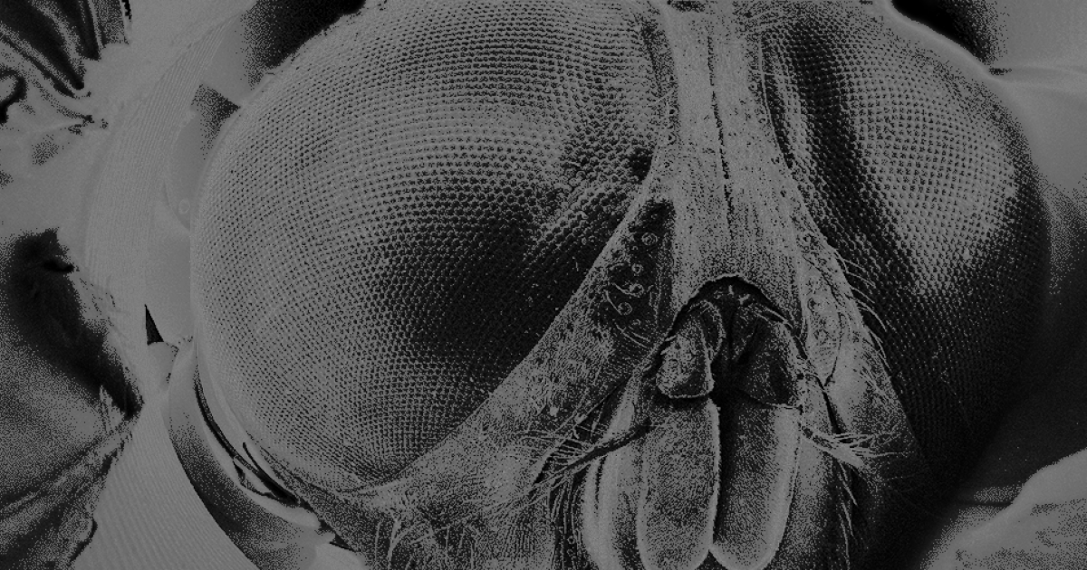 Школьный клуб исследует микромир: фотогалерея со сканирующего электронного микроскопа