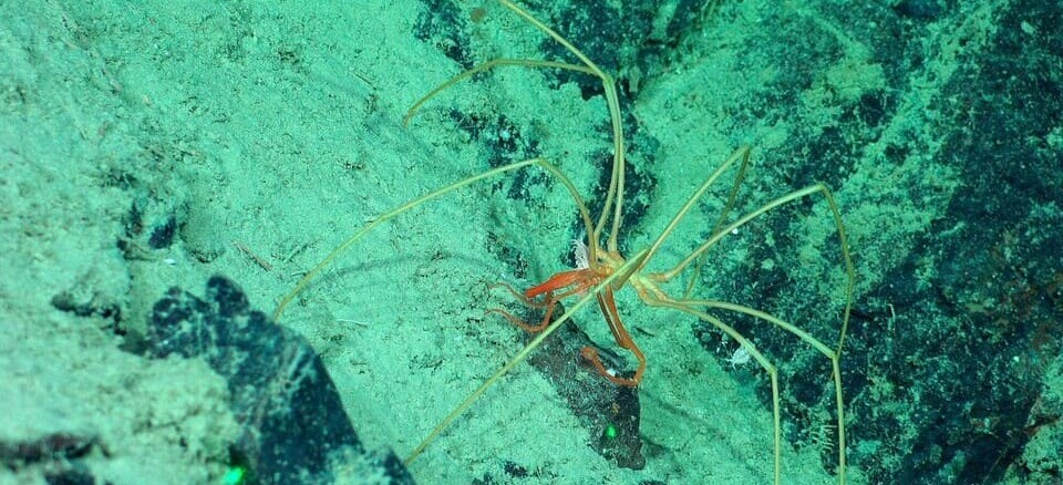 Бокоплавы использовали морских пауков как транспорт у побережья Чили