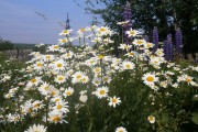 #58: Ромашки