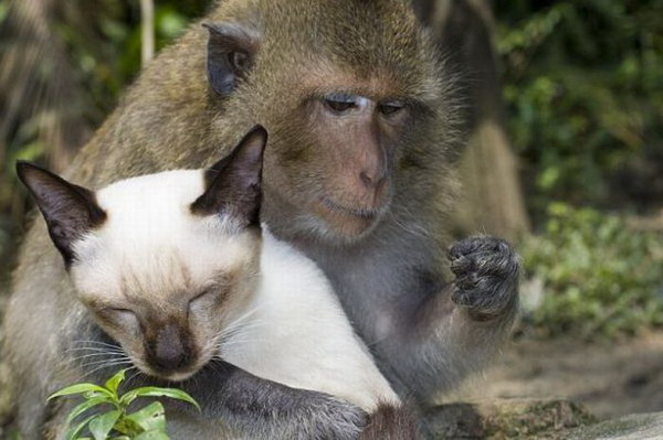 Фотоприколы: Заботливая обезьяна