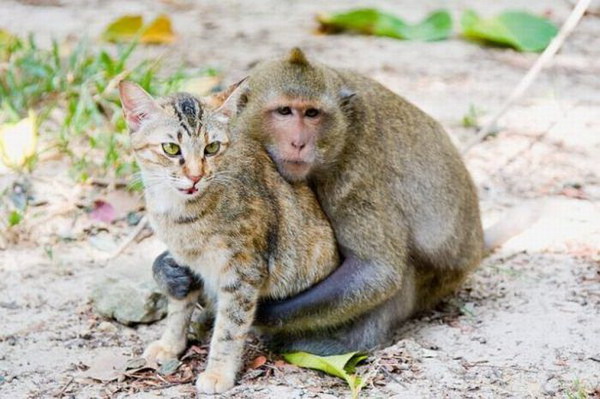 Фотоприколы: Заботливая обезьяна