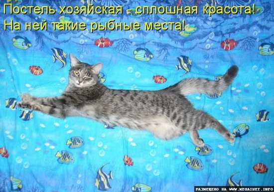 Котоматрицы: Смешные картинки с кошками
