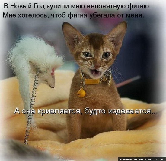 Котоматрицы: Смешные картинки с кошками Котоматрицы: Смешные картинки с кошками