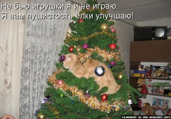 Котоматрицы: Смешные картинки с кошками Котоматрицы: Смешные картинки с кошками
