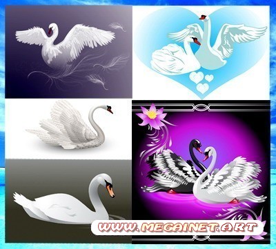 Векторный клипарт - Белый лебедь