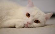 Коллекция HD обоев на рабочий стол