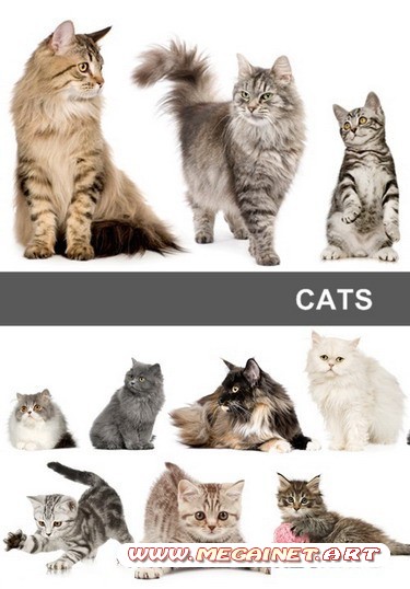 Картинки кошек. Картинки котят