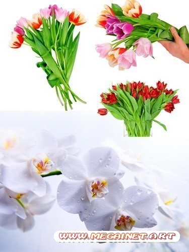 Фотоклипарт - Цветы на белом фоне