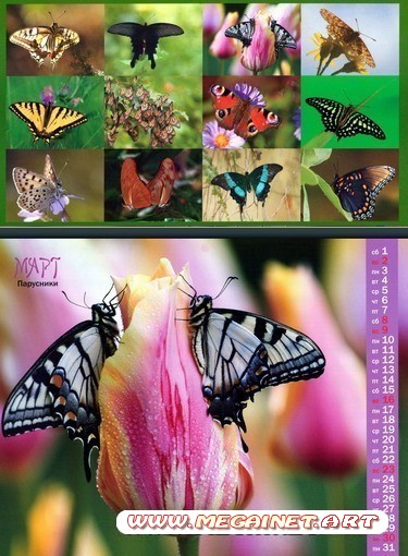 Настенный календарь на 2014 год - Бабочки